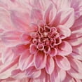 thumbnail image 2 of Saunders, Alonzo 26x26 Black Ornate Wood Framed with Double Matting Museum Art Print Titled - Wall Flower VII, 2 of 4