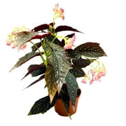 Harmony's Antigone Angel Wing Cane Begonia 6 inch Premium Hybrid
