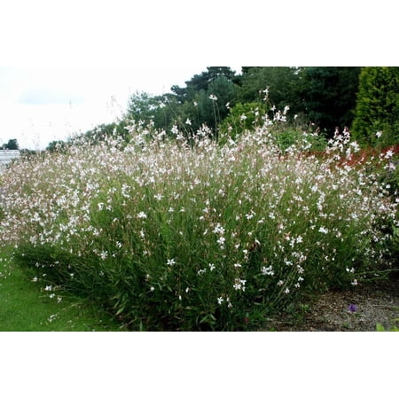 RedCrocus Whirling Butterflies Gaura lindheimeri- Butterfly-Like Flowering Perennial for Borders & Containers 1 Gallon