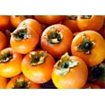 thumbnail image 2 of American Persimmon Tree Live Plants (3 Pack) – Sweet Orange Fruit Tree for Home Garden – Cold Hardy, Easy to Grow, High-Yield Persimmon Variety, 2 of 6
