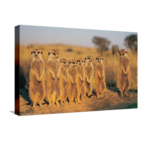 Meerkat Canvas Wall Poster, 14.725" x 22.375"