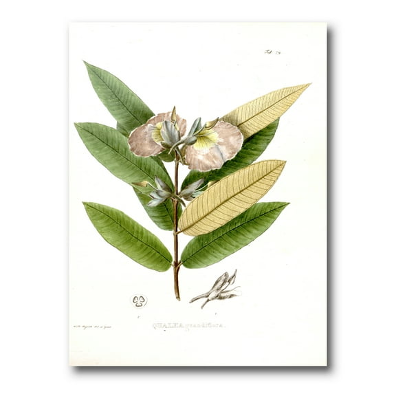 Designart ' Ancient Blossoming Flower II ' Traditional Canvas Wall Art Print