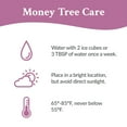 thumbnail image 3 of Just Add Ice 14" Tall Money Tree Live Plant in 5" Decorative Fiber Clay Pot, 3 of 7