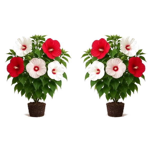 Hibiscus Moscheutos Lady Baltimore Starter Plants - Set of 2, Full Sun, USDA Zones 4-9, Ships Bare Root, No Pot