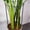 Green, variant on EZPXFCI 13.78-23.62 Inch Half Round Metal Plant Support Stakes | Peony Cages for Tomato/Hydrangea/Monstera, Indoor Outdoor Garden Plant Rings