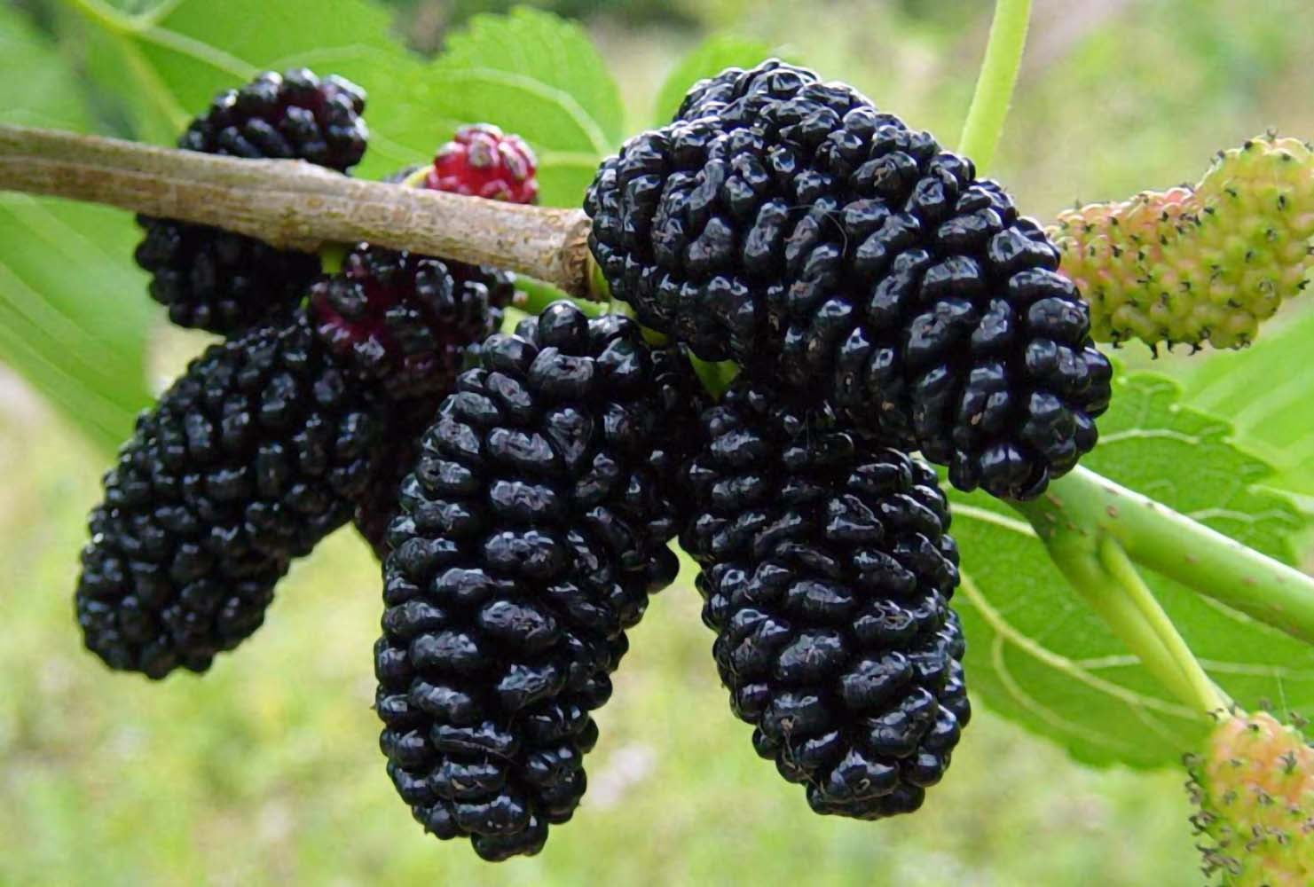 Dwarf Everbearing Mulberry Plant - Morus nigra - Sweet Fruit - 4" Pot