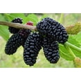 thumbnail image 3 of Dwarf Everbearing Mulberry Plant - Morus nigra - Sweet Fruit - 4" Pot, 3 of 4