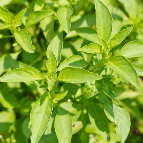 Lemon Basil Herb Garden Seeds - 4 Oz - Non-GMO, Heirloom, Culinary Gardening Seeds - Annual - Ocimum basilicum - Microgreens