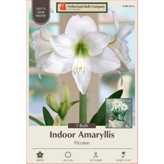 Picotee Amaryllis Bulb 30/32cm - Holiday Blooms - One Bulb