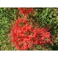 thumbnail image 5 of 8 Bareroot Red Surprise Lily/ Resurrection Lily/ Naked Lady/ August Lily/ Lycoris Raidanti/ Red Spider Lily, 5 of 7