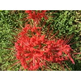 2 Bareroot Red Surprise Lily/ Resurrection Lily/ Naked Lady/ August ...