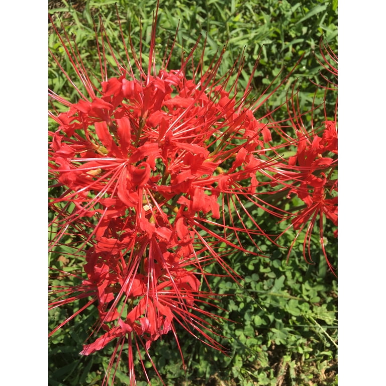 Daylily Nursery, Red Surprise Lily, Resurrection Lily, 2 Bareroot