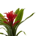 thumbnail image 3 of Nearly Natural 2237-S6-RD 10 in. Bromeliad Artificial Flower, Red - Set of 6, 3 of 3