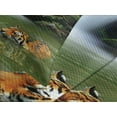 thumbnail image 4 of Ambesonne Savannah Quilted Bedspread Set 3 Pcs, Siberian Tigers in Lake, King Size, Reseda Green and Orange, 4 of 5
