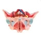 thumbnail image 4 of 1: 1 Modelo de Pelvis Femenina con Órganos Removibles Anatómico Juguete Educativo para Laboratorio, 4 of 9