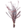 thumbnail image 2 of 9 Stems Preserved Baby Eucalyptus Red 20 - 22", 2 of 6