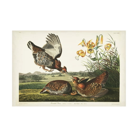 John James Audubon 'Pinnated Grouse' Canvas Art