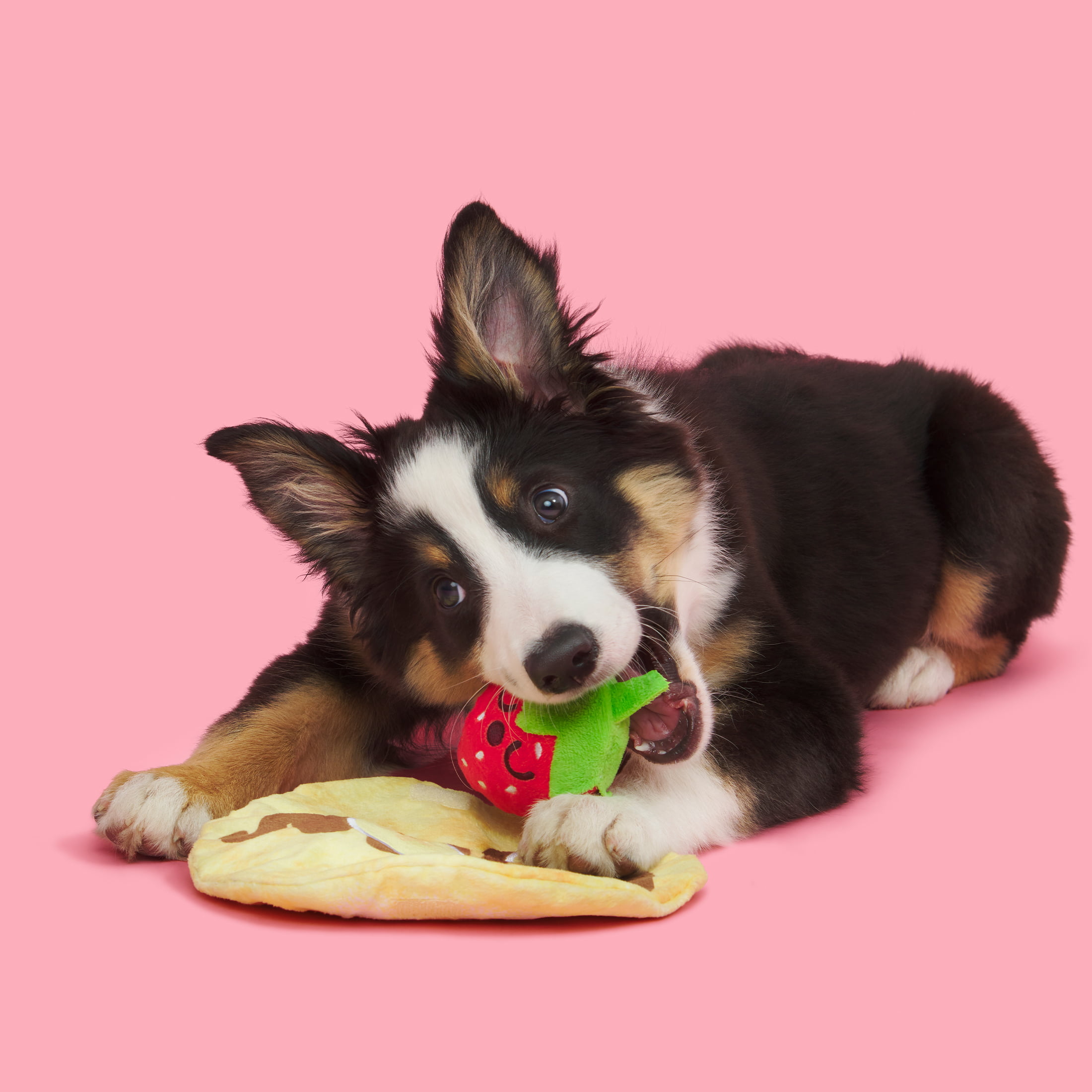 P.L.A.Y. Barking Brunch Pup's Pastry Dog Toy