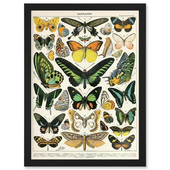 Moths Butterflies Lepidopterists A4 Artwork Framed Wall Art Print