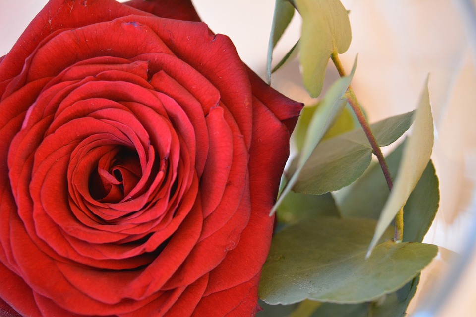 Rose 10. Rose 10