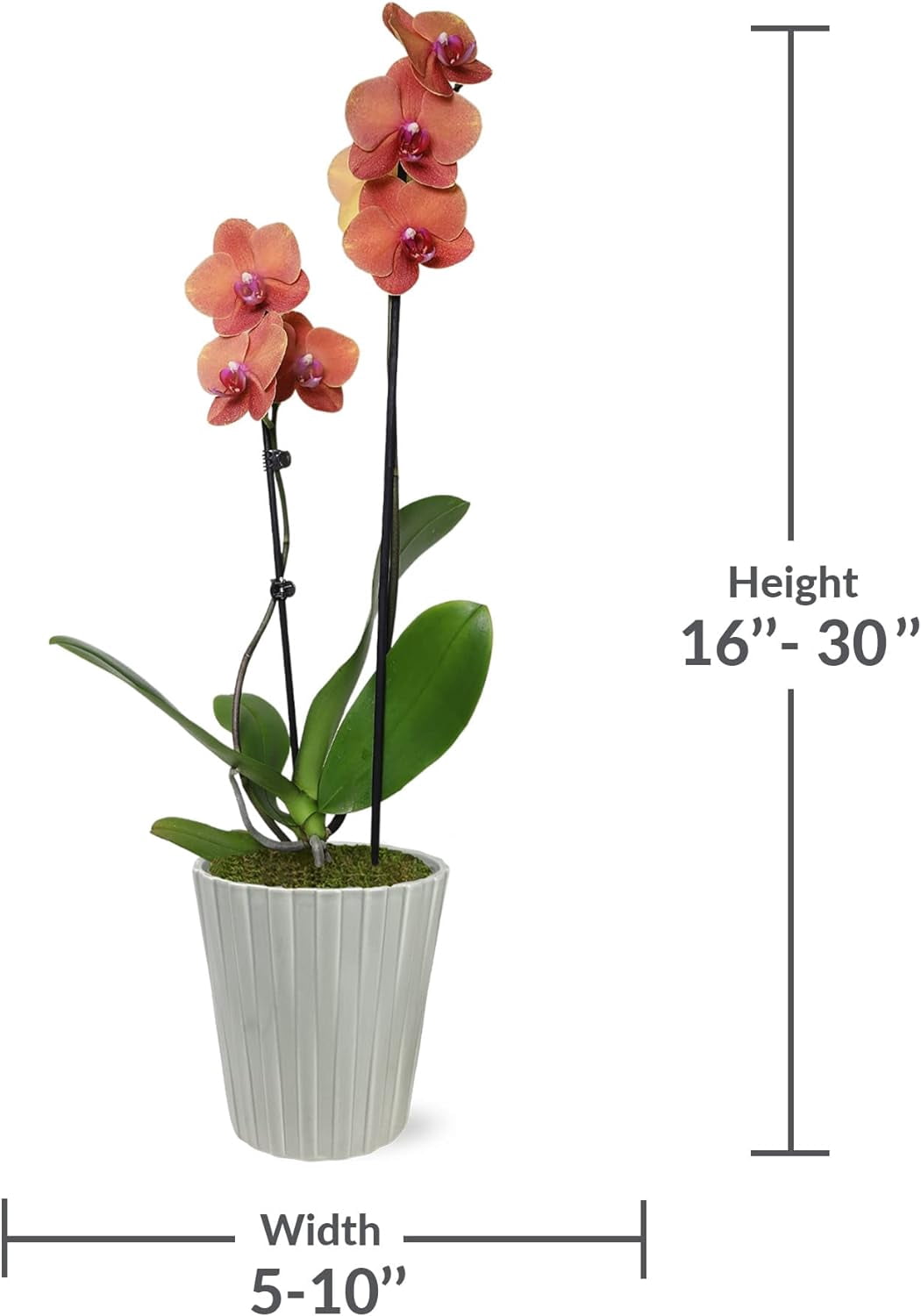 Just Add Ice 16-30" Salmon Premium Orchid Live Plant in 5" Grey Ceramic Pot, House Plant