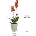 thumbnail image 7 of Just Add Ice 16-30" Salmon Premium Orchid Live Plant in 5" Grey Ceramic Pot, House Plant, 7 of 7