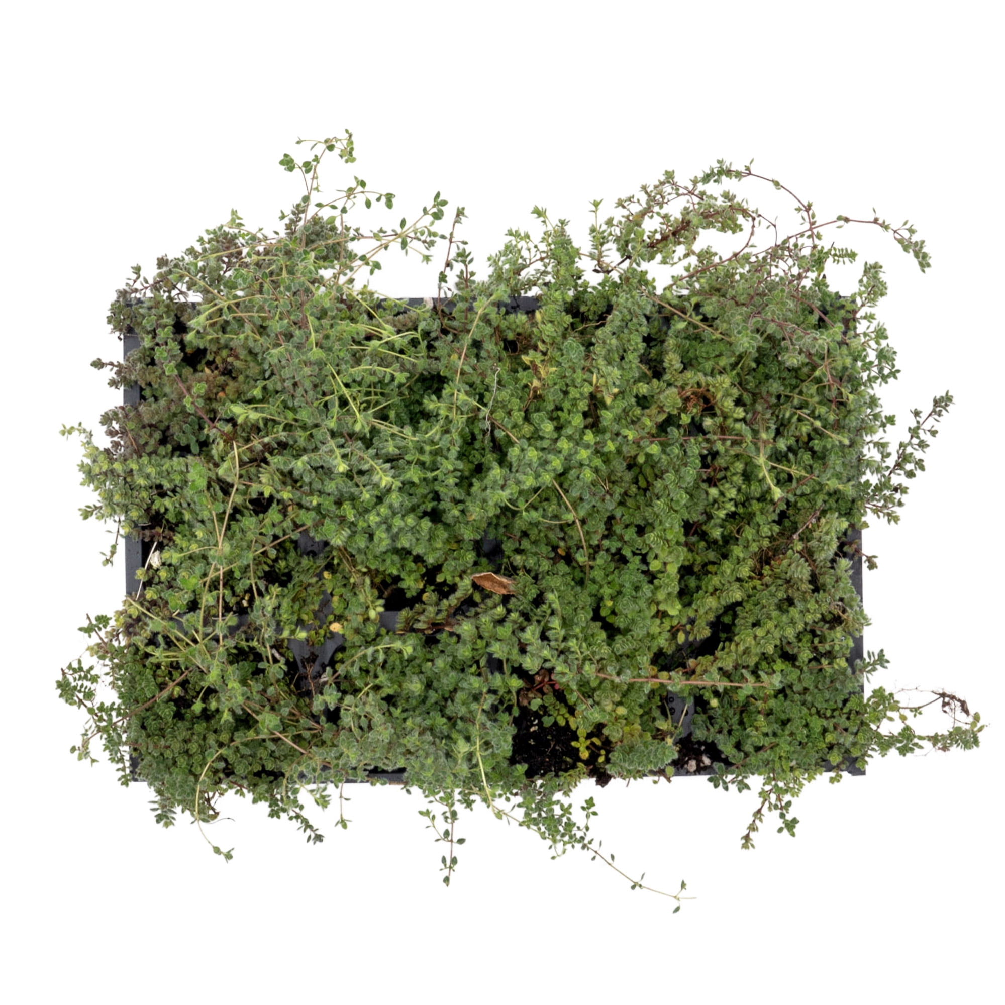 12 Woolly Thyme – Low-Growing Fragrant Fuzzy Evergreen Groundcover for Rock Gardens, Containers & Pathways (Thymus pseudolanuginosus) in 2.5″ Cubes, Live Plants