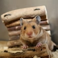 thumbnail image 4 of Hamster Ball Premium, Transparent, 15 * 15 Cm, 4 of 6