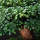 thumbnail image 3 of Simulación de árbol de bonsái artificial, plantas falsas, decoración de bonsái, planta verde falsa de 13 pulgadas, maceta interior for sala de estar, decoración del hogar, 3 of 4