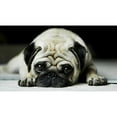 thumbnail image 3 of CafePress - Pug Mugs - 11 oz Ceramic Mug - Novelty Coffee Tea Cup, 3 of 6