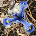 thumbnail image 2 of Cantab Dwarf Iris Flower Bulbs - 25 Bulbs per Pack - Pleasantly Scented - Deer Resistant - Naturalizing - Perennializing - Easy to Grow Live Plants - Outdoor Garden, 2 of 5