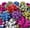 Glitter Color, variant on 130 Pcs Christmas Wrap Gift Bows, Glossy Finish, Xmas Color