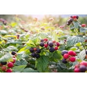 50 *Seeds BLACK RASPBERRY Rubus Leucodermis Fruit Bush Vine Seeds