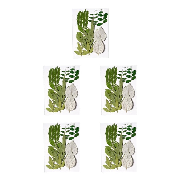 Billuyoard Decoración colgante de hojas prensadas en relieve de hojas secas naturales decorativas Type2 NO2
