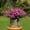 Daffodils Purple, variant on 4 Pcs Sprlng Outdoor Artifical Flower Uv Resistant Fake Plants Faux Plastic Floral Greenery Shrubs Hanging Flower Plante for Home Kitchen Balcony Garden Window Sill Decoration (Rose Red)