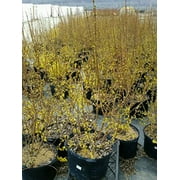 Lynwood Gold Forsythia