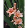 thumbnail image 3 of Bonin, Suzanne 19x24 Black Modern Framed Museum Art Print Titled - Peach Gladiolus, 3 of 5