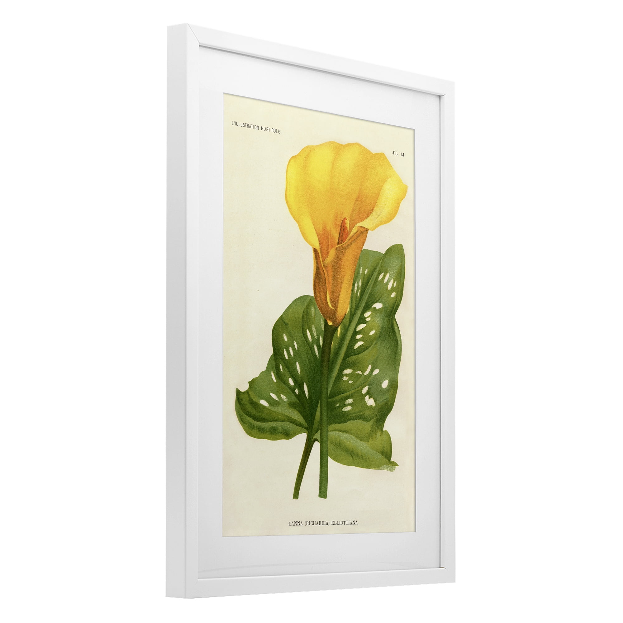 Stupell Industries Yellow Canna Lily White Framed Print Under Glass, design by Print Collection