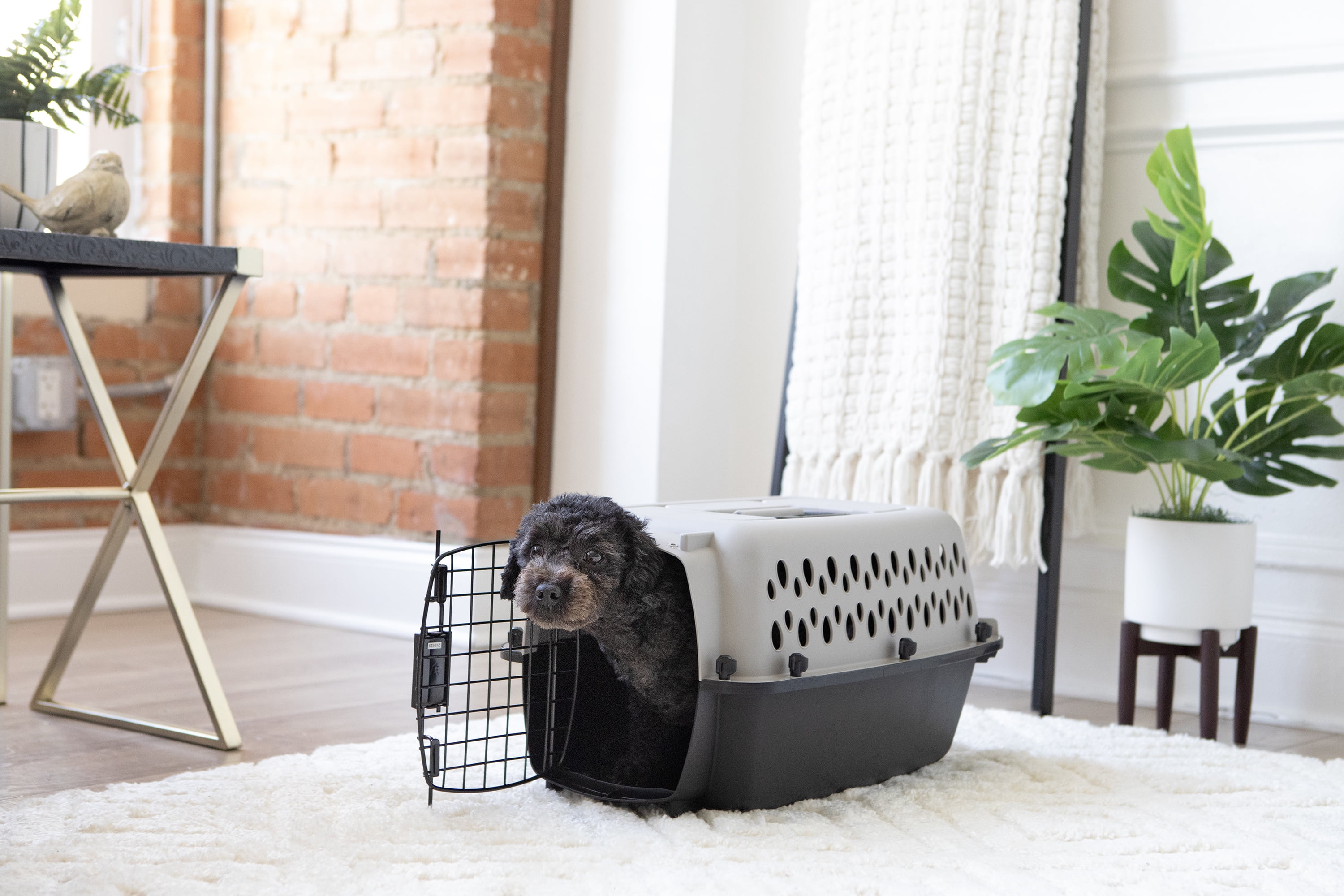 Vibrant Life Pet Kennel 19 X Small Plastic Dog Crate Portable Carrier for Pets up to 10 lbs