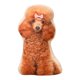 thumbnail image 1 of Almohada para mascotas Luckky: almohada con foto de mascota personalizada, almohada para mascotas 3D realista, almohada de peluche con forma de mascota, regalo para amantes de las mascotas, ideal, 1 of 8
