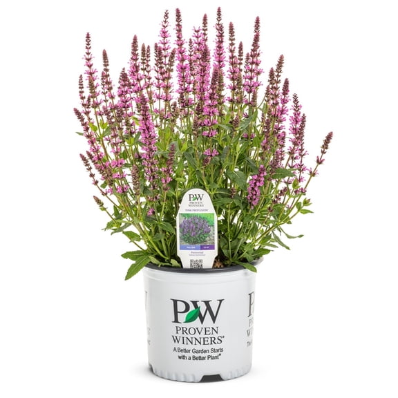 Proven Winners 6" 'Pink Profusion' Perennial Salvia Live Plant in 7.5" Pot