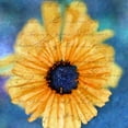 thumbnail image 2 of Greene, Taylor 20x20 Gold Ornate Wood Framed with Double Matting Museum Art Print Titled - SCRIPTED WILD SUNFLOWER II, 2 of 4