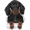 thumbnail image 1 of Lindos adhesivos de pared para perro salchicha Dachshund – Paquete de 2 – Calcomanía para inodoro de perro Wiener – Adhesivo 3D para ventana y parachoques de coche para perro – Regalos empaquetados al por menor para los amantes del perro salchicha Sailing Electrónica, 1 of 5