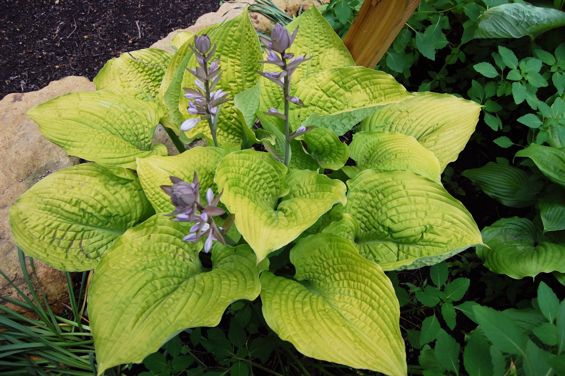 1 Gal. Shadowland Coast to Coast (Hosta) Live Plant, Yellow/Green Foliage