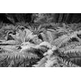 thumbnail image 2 of Sederquist, Betty 32x23 White Modern Wood Framed Museum Art Print Titled - Usa-Washington State Giant ferns carpet the ground in the Hoh Rainforest-Olympic National Park, 2 of 4