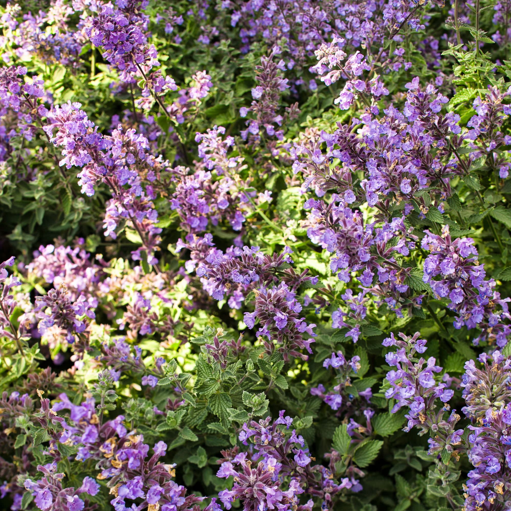 Proven Winners 6" Blue 'Cat's Meow' Catmint Live Plant in 6.5" Pot