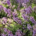 thumbnail image 3 of Proven Winners 6" Blue 'Cat's Meow' Catmint Live Plant in 6.5" Pot, 3 of 6