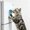 Blue, variant on 1 Pack Catnip Ball, Catnip Ball for Cats Wall, Edible Kitty Toys for Cats Lick, Safe Healthy Kitten Chew Toys, Teeth Cleaning Dental Cat Toys, Cat Wall Treats