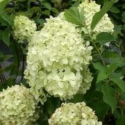 Brighter Blooms - Proven Winners® Limelight Hydrangea Tree, 4-5 ft. - No Shipping to AK, AZ, HI