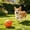 Orange, variant on Motorized Rolling Ball Dog Toy Auto Entertainment, Smart Interactive Chew Proof Dog Ball, Boredom Relief Molar Toy for Small Medium Dogs 2.7 Inch